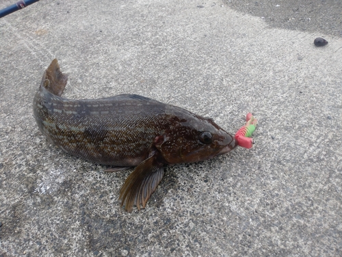 アイナメの釣果