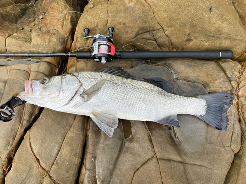 ヒラスズキの釣果