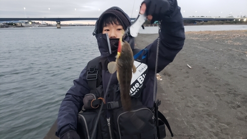 マゴチの釣果