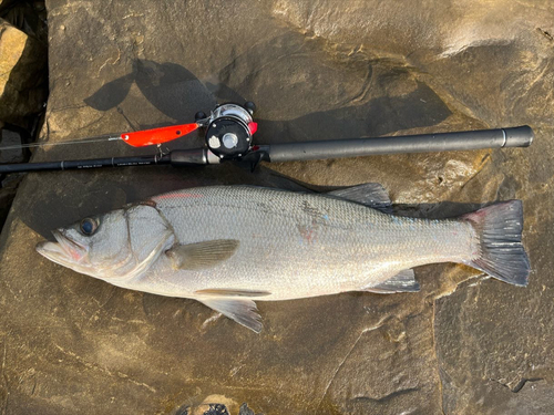 ヒラスズキの釣果