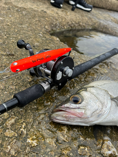 ヒラスズキの釣果