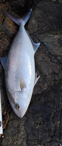 ショゴの釣果