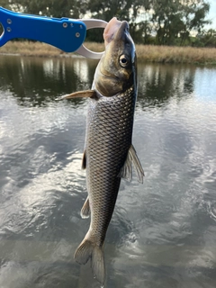 ニゴイの釣果