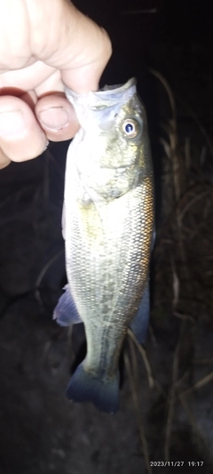 ブラックバスの釣果