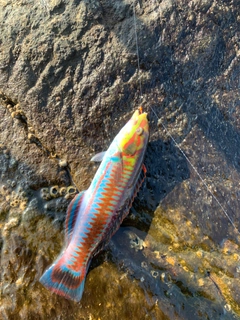 ニシキベラの釣果