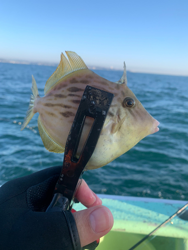 カワハギの釣果