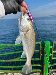 イシモチの釣果