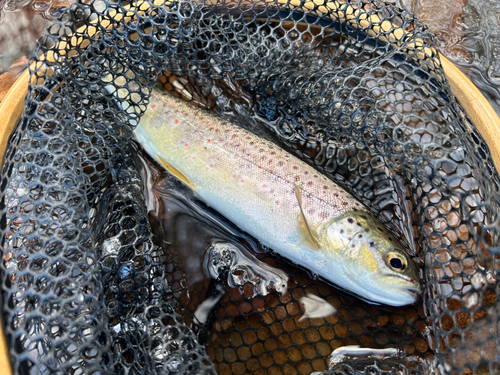 ブラウントラウトの釣果