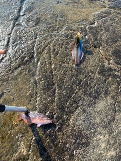 アカササノハベラの釣果