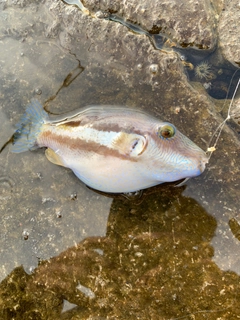 キタマクラの釣果