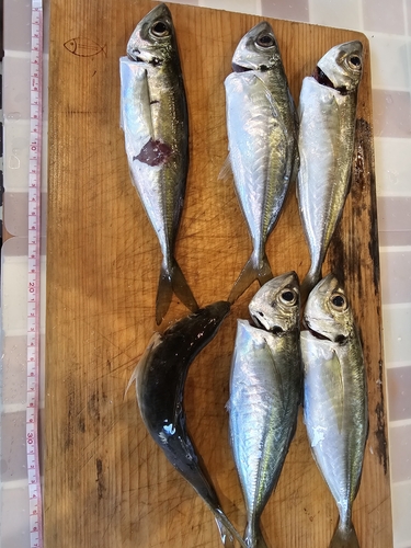 アジの釣果