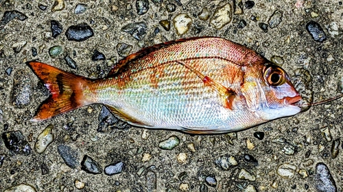 マダイの釣果