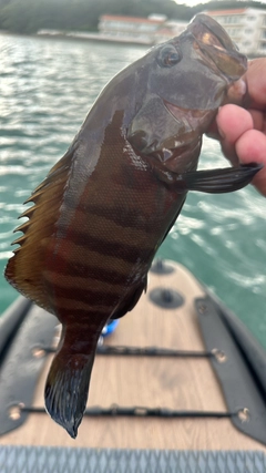 ヤミハタの釣果