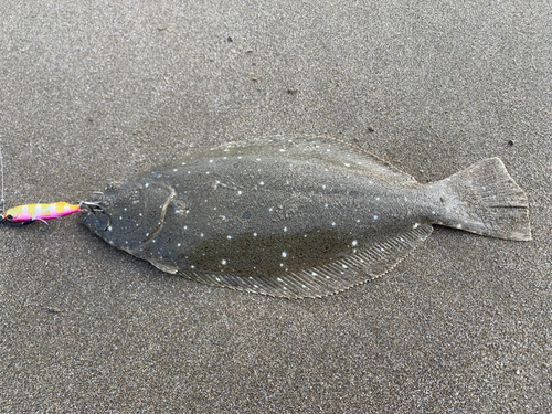 ソゲの釣果