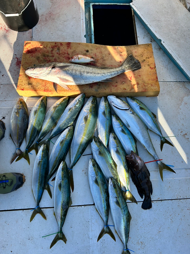 ヤズの釣果