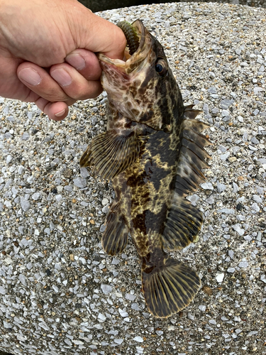 タケノコメバルの釣果