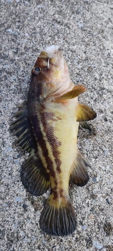 ドンコの釣果