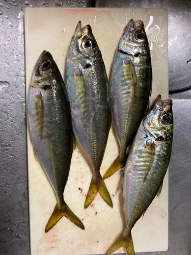 アジの釣果