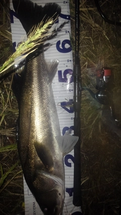 スズキの釣果