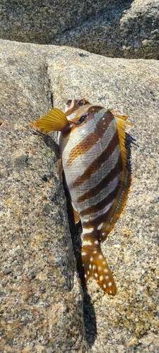 タカノハダイの釣果