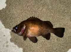 メバルの釣果