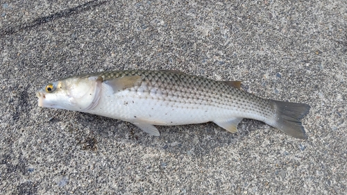 ボラの釣果