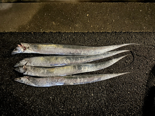 タチウオの釣果