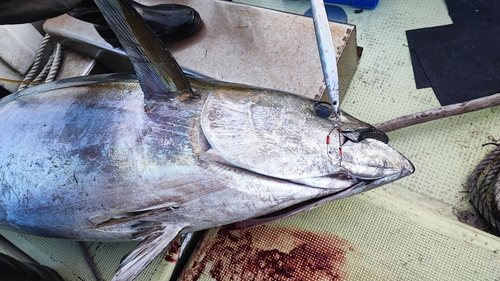 キハダマグロの釣果