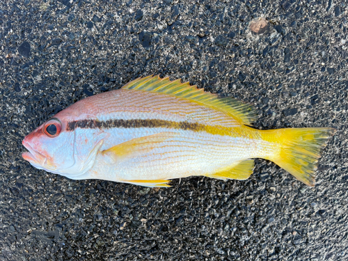 ヨコスジフエダイの釣果