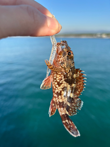 アラカブの釣果