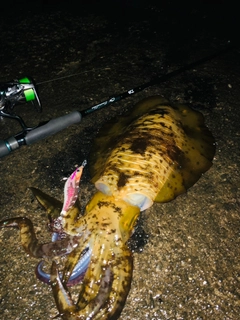 アオリイカの釣果