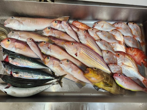 アマダイの釣果