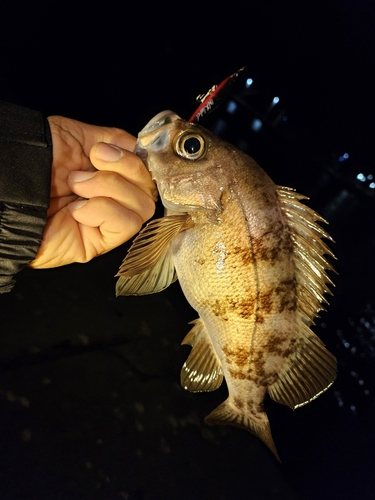 シロメバルの釣果