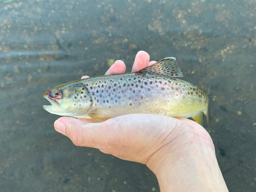 ブラウントラウトの釣果