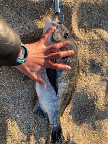 チヌの釣果