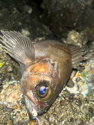 アカメバルの釣果