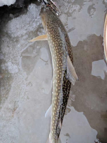 アメマスの釣果