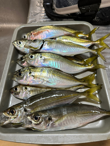 アジの釣果