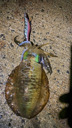 アオリイカの釣果
