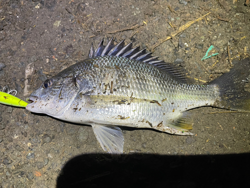 キチヌの釣果