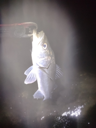 セイゴ（マルスズキ）の釣果