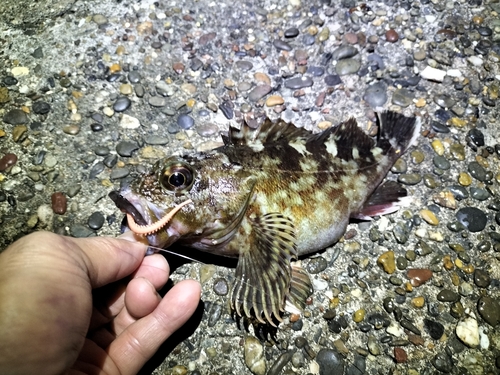 カサゴの釣果