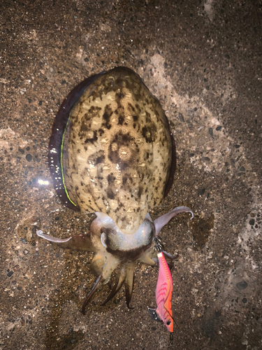 コウイカの釣果