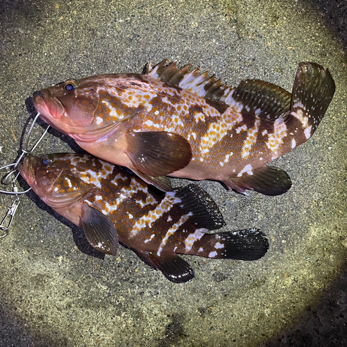 キジハタの釣果