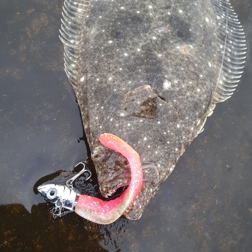 ヒラメの釣果