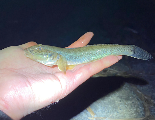 マハゼの釣果