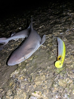 サメの釣果