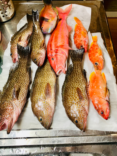 オオモンハタの釣果