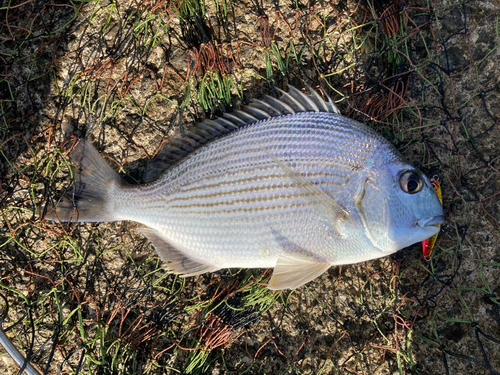 ヘダイの釣果