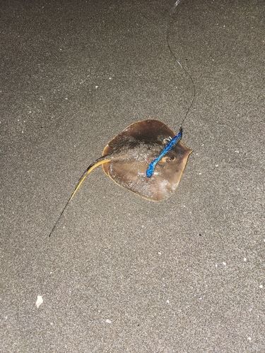 アカエイの釣果